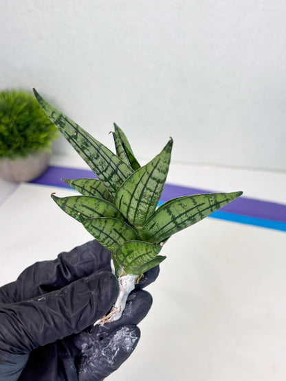 Sansevieria Manja (ba2) (6) | Imported Hybrids