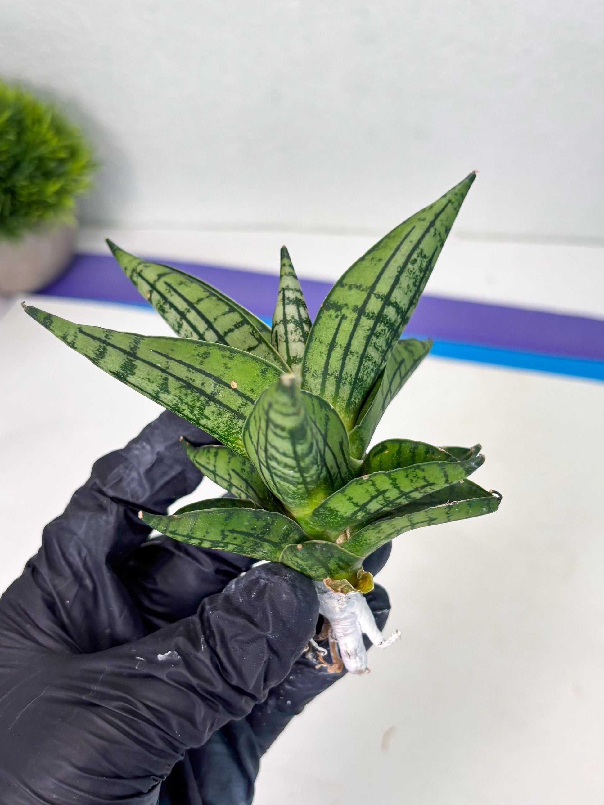 Sansevieria Manja (ba2) (6) | Imported Hybrids