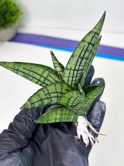 Sansevieria Manja (ba2) (6) | Imported Hybrids