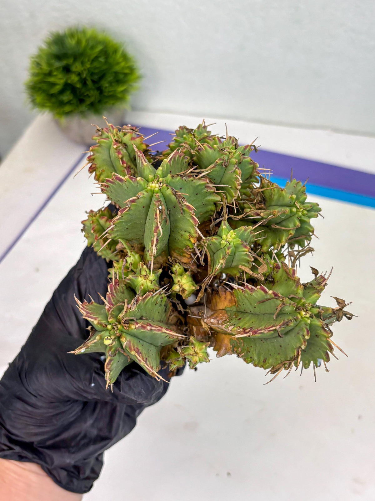 Euphorb Aggregata (y) | House Plants Plants