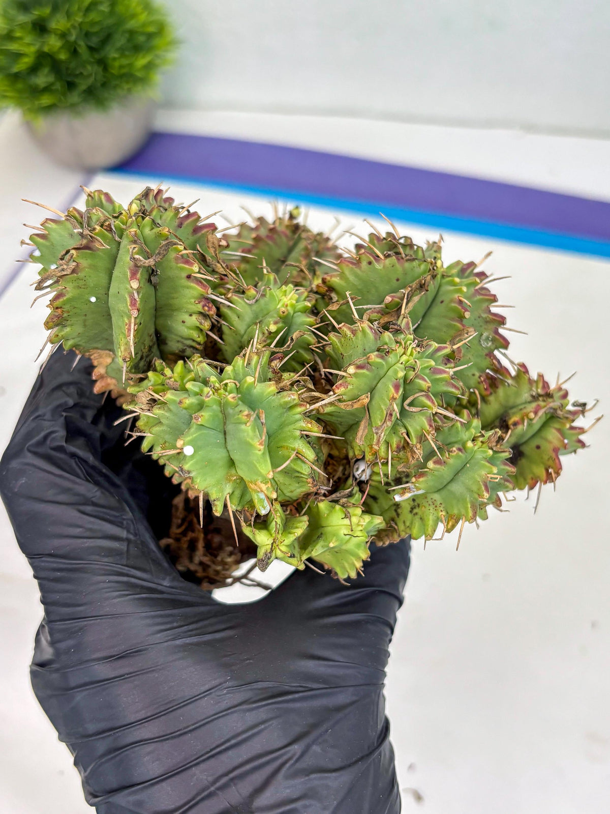 Euphorb Aggregata (y) | House Plants Plants