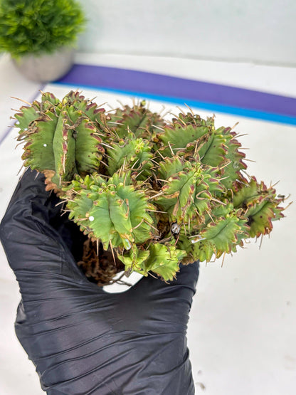 Euphorb Aggregata (y) | House Plants Plants