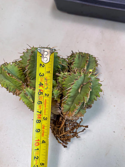 Euphorb Aggregata (y) | House Plants Plants