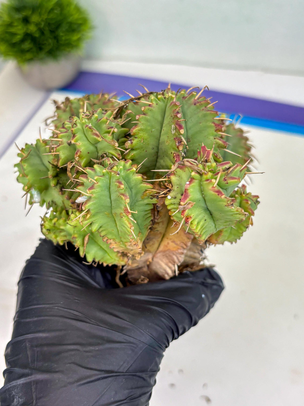 Euphorb Aggregata (y) | House Plants Plants