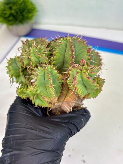 Euphorb Aggregata (y) | House Plants Plants