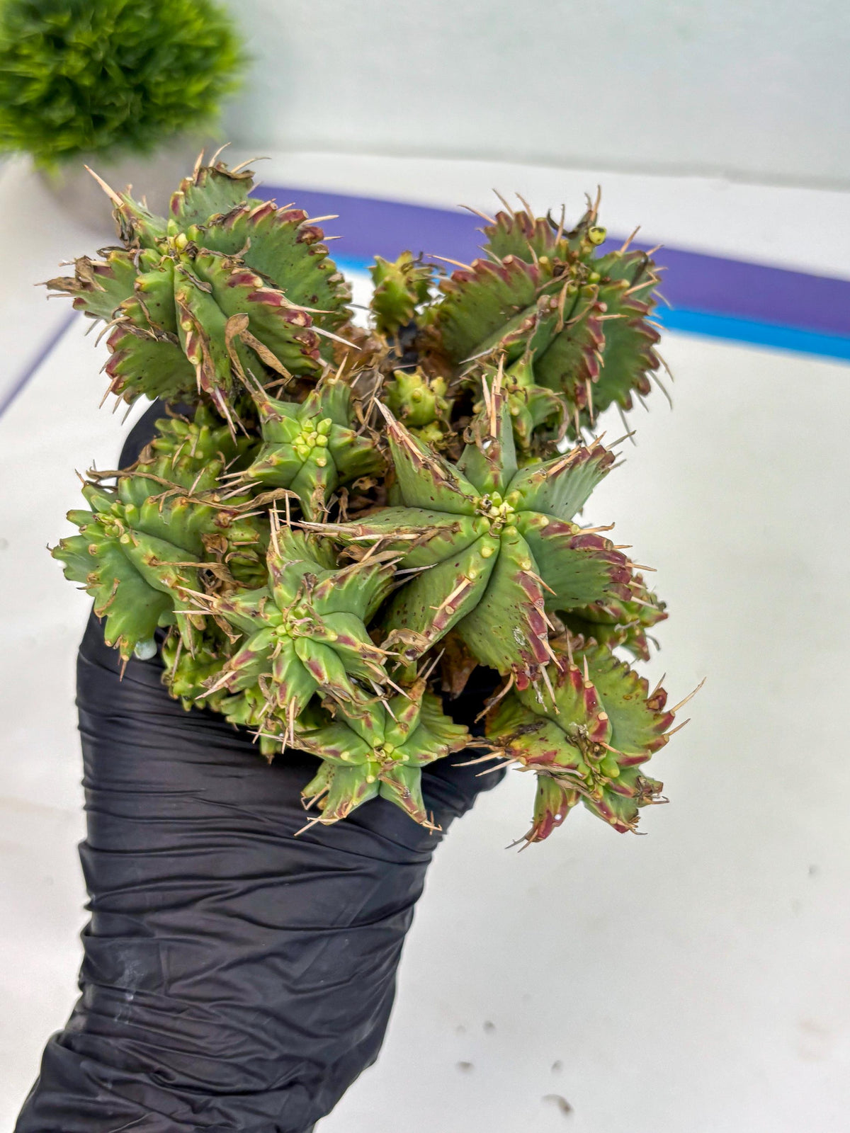 Euphorb Aggregata (y) | House Plants Plants