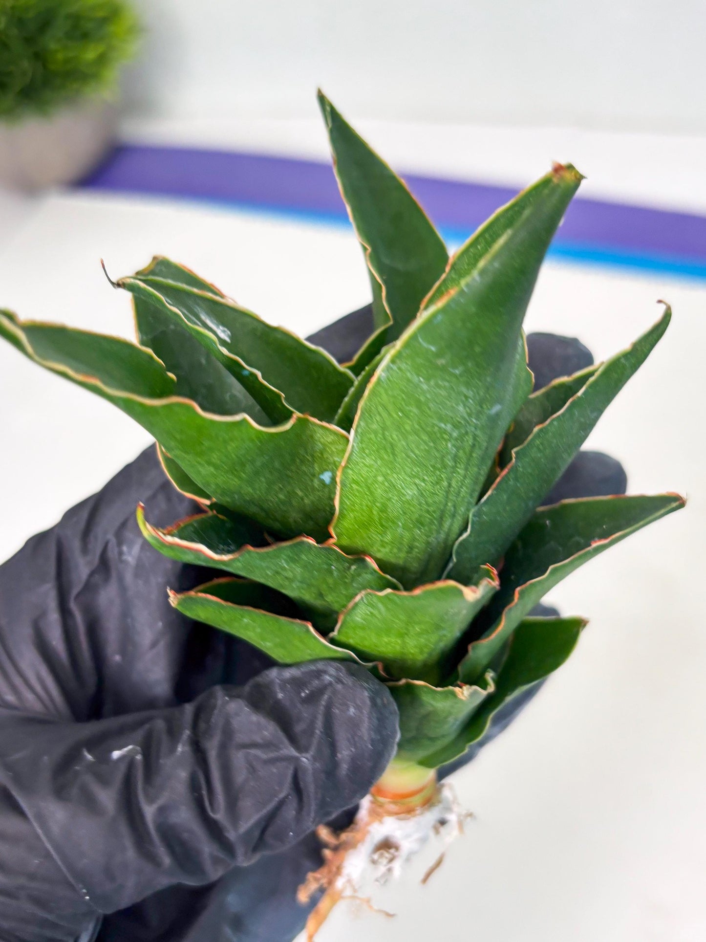 Sansevieria Rembo (ba2) (8) | Rare imported