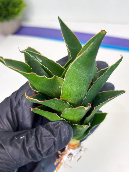 Sansevieria Rembo (ba2) (8) | Rare imported