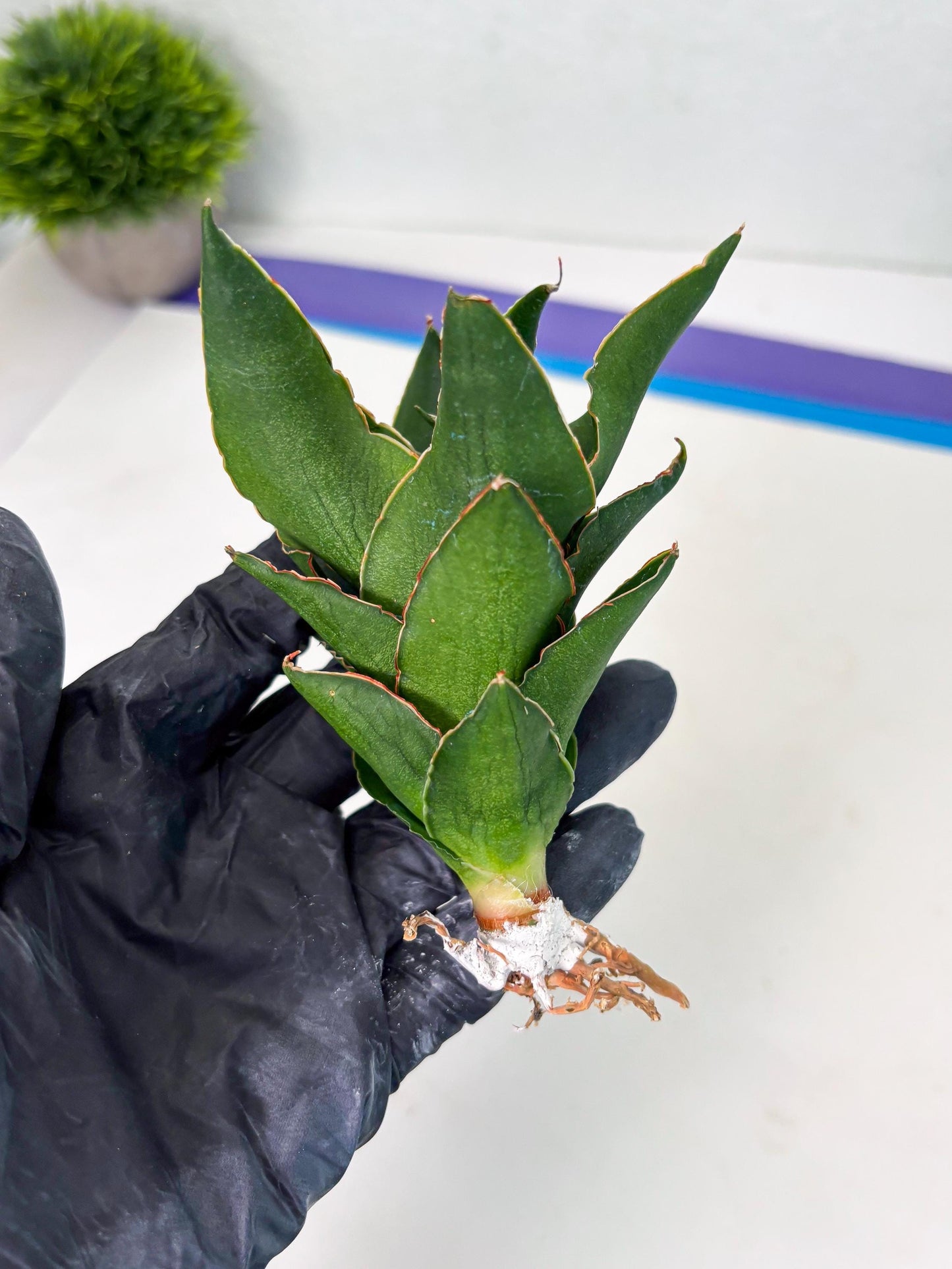 Sansevieria Rembo (ba2) (8) | Rare imported