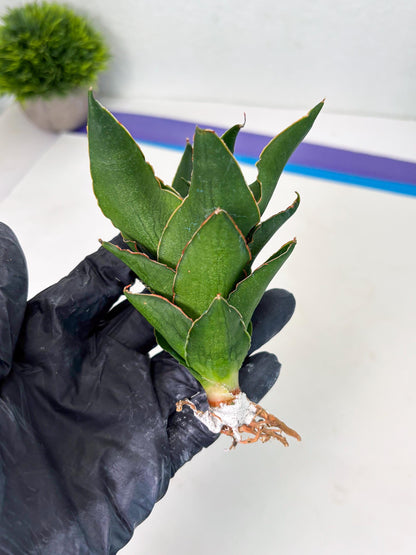 Sansevieria Rembo (ba2) (8) | Rare imported