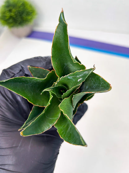 Sansevieria Rembo (ba2) (8) | Rare imported