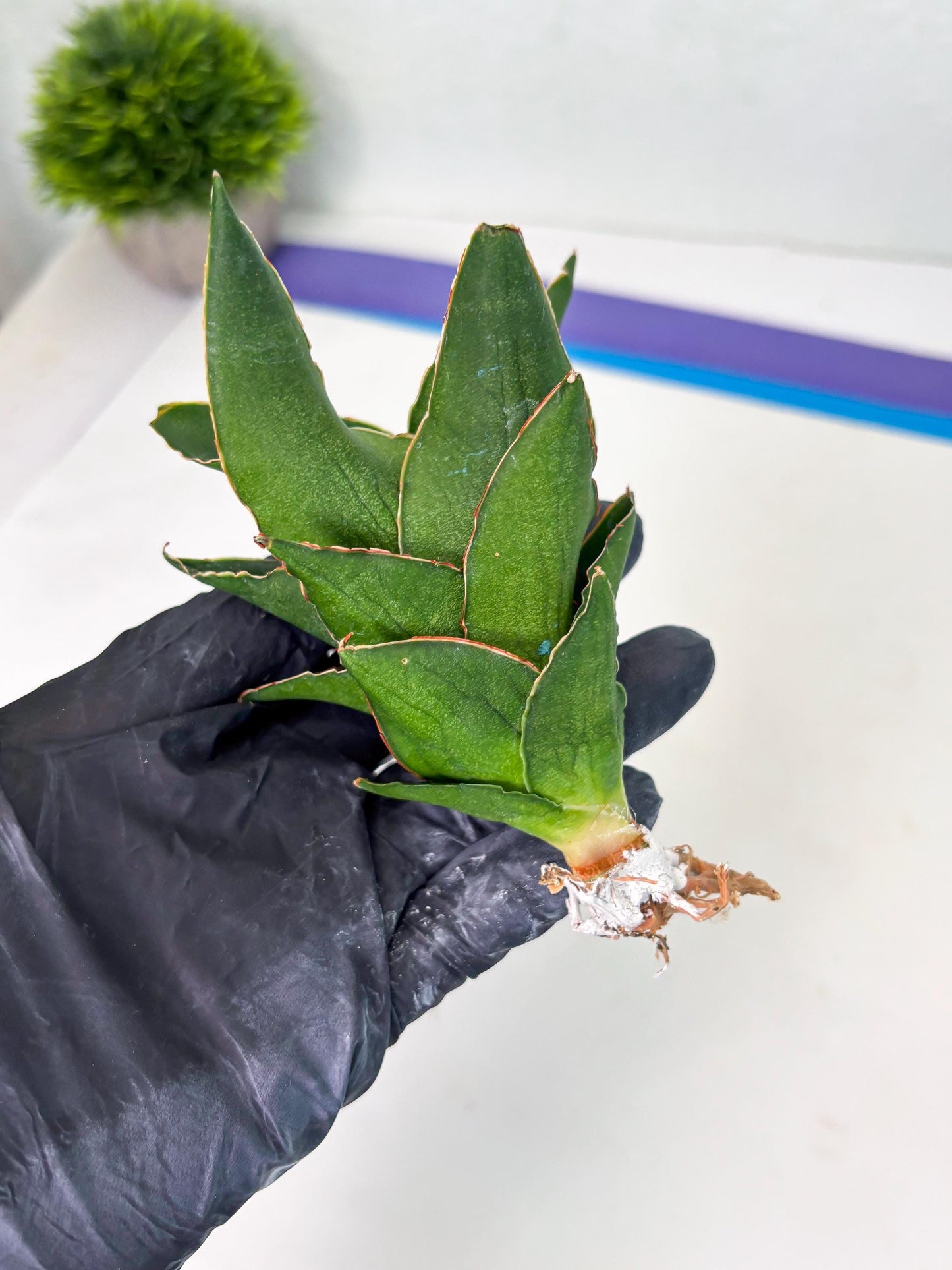 Sansevieria Rembo (ba2) (8) | Rare imported