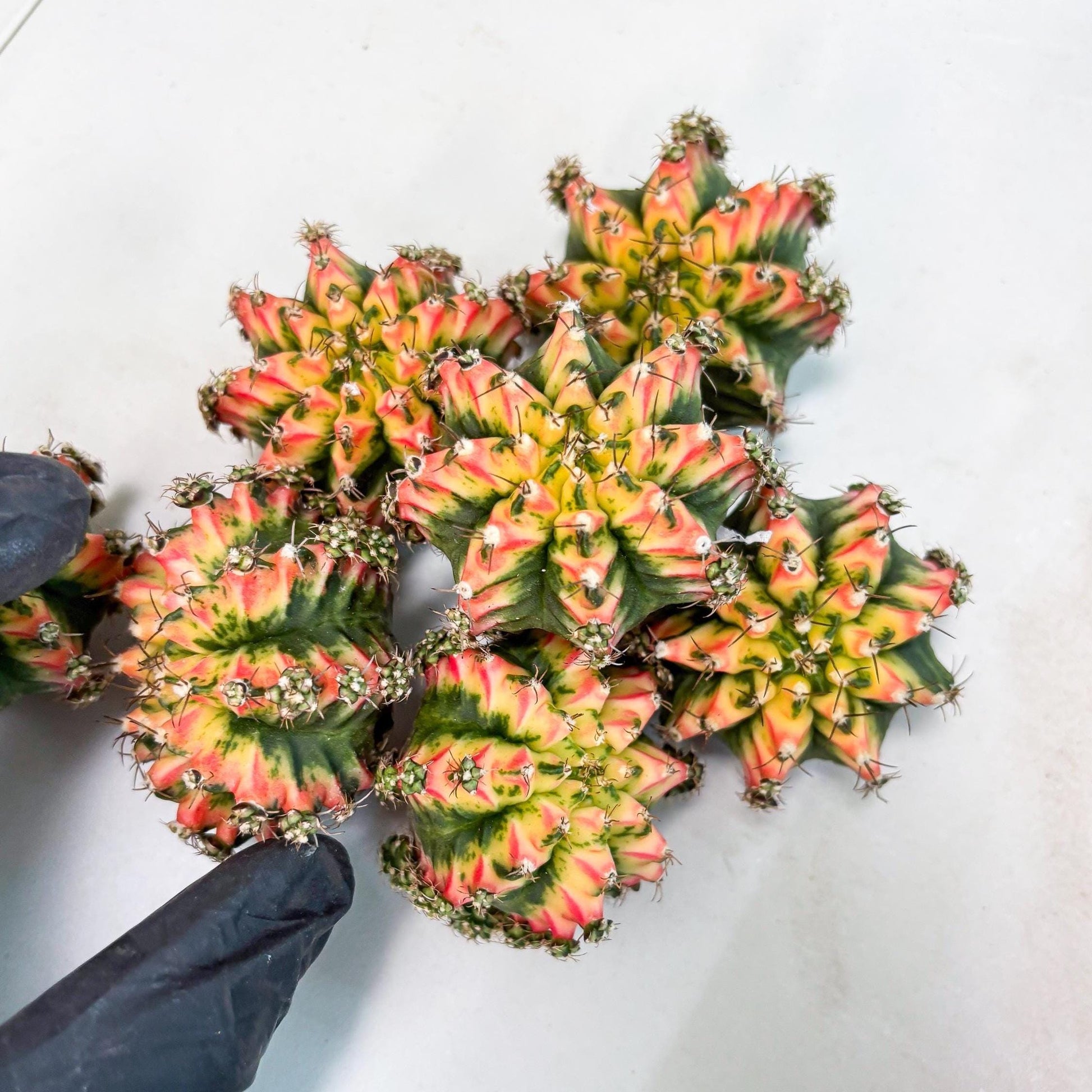 Gymnocalycium Multicolor Pups | Sellers choice | 2pcs, 4pcs, 6pcs