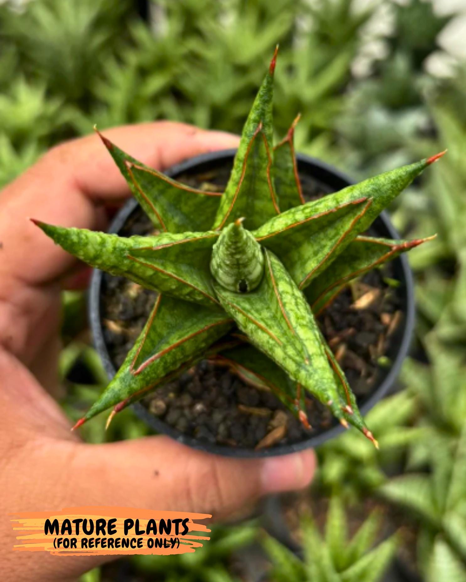 Sansevieria Mintus (ba2) (11) | Rare imported
