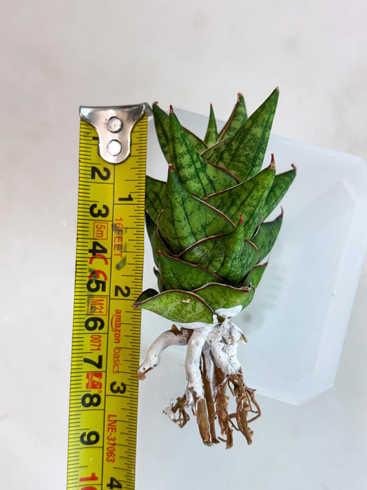 Sansevieria Mintus (ba2) (11) | Rare imported