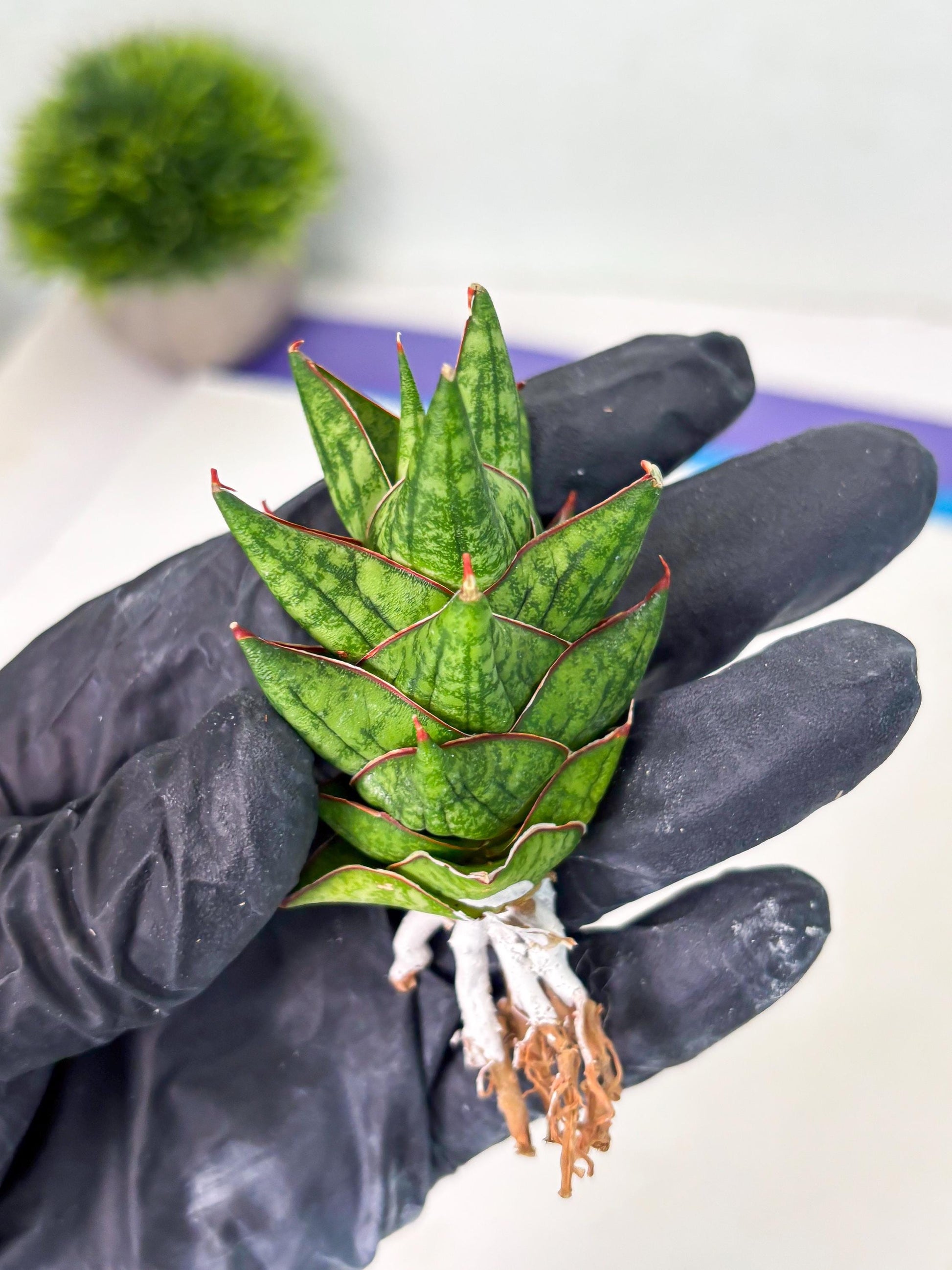 Sansevieria Mintus (ba2) (11) | Rare imported