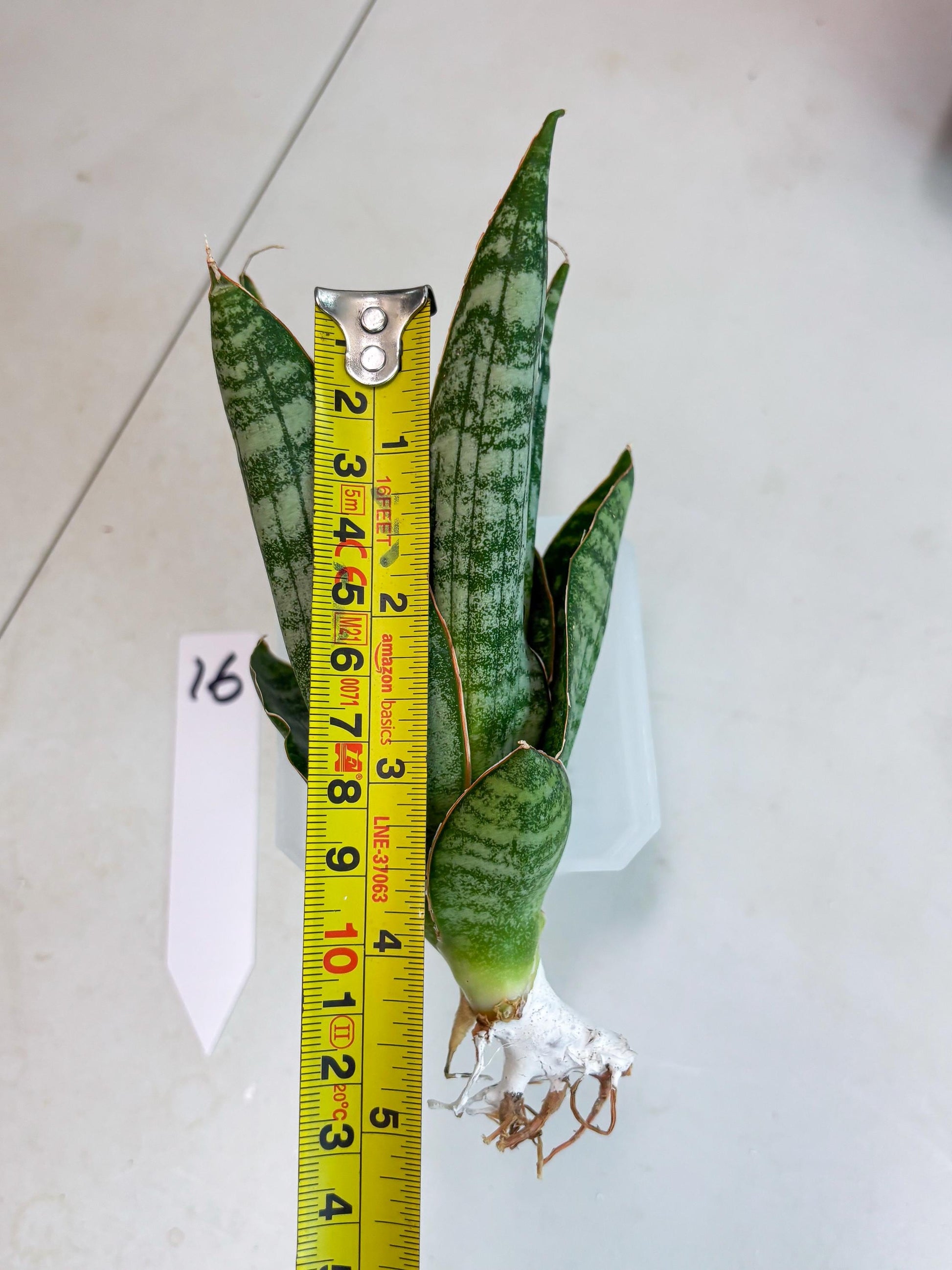 Sansevieria Jotun (ba2) (16) | Imported Plants