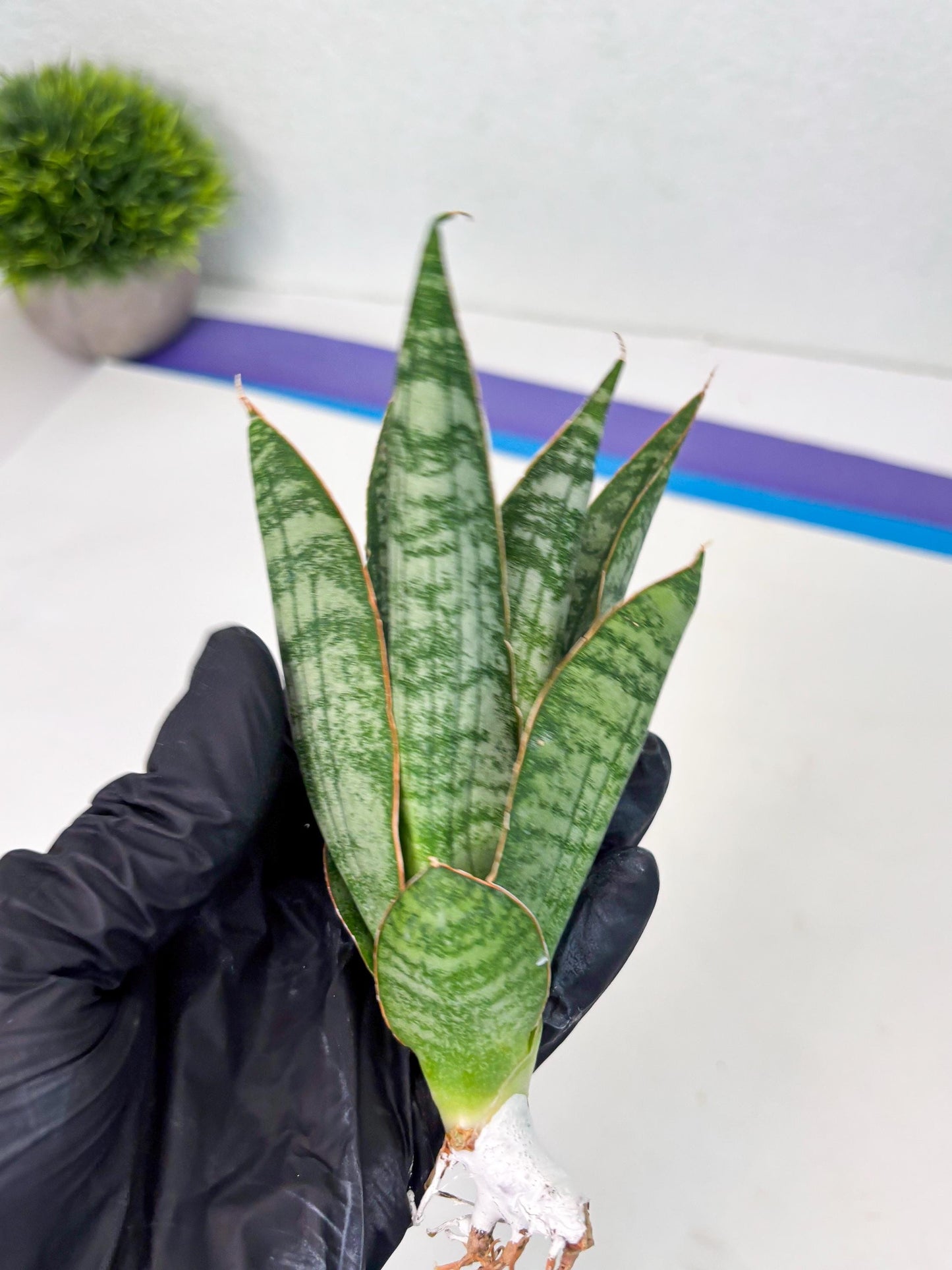 Sansevieria Jotun (ba2) (16) | Imported Plants