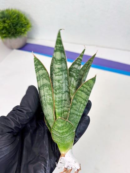 Sansevieria Jotun (ba2) (16) | Imported Plants