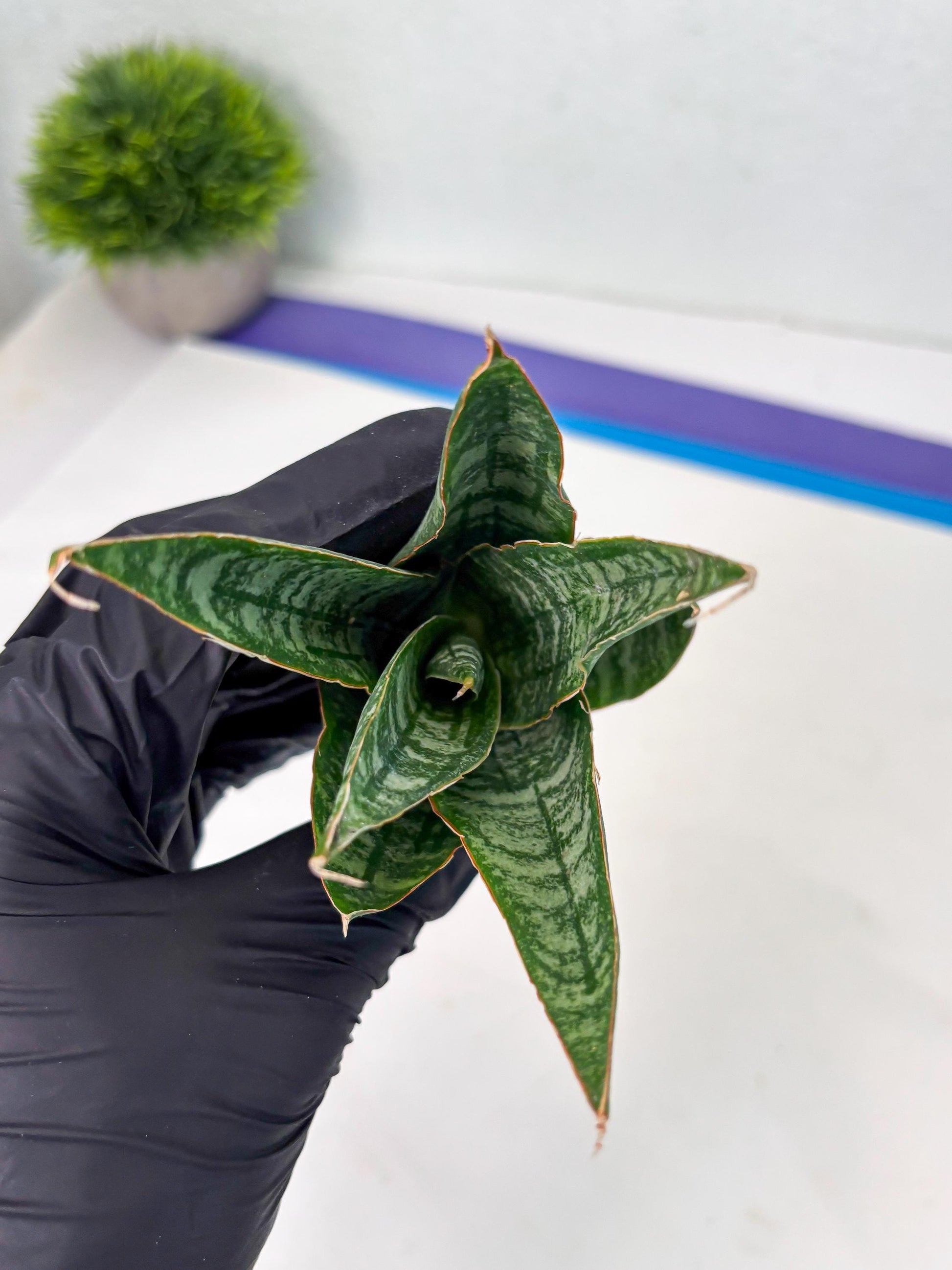 Sansevieria Jotun (ba2) (16) | Imported Plants