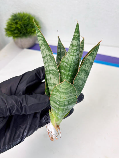 Sansevieria Jotun (ba2) (16) | Imported Plants