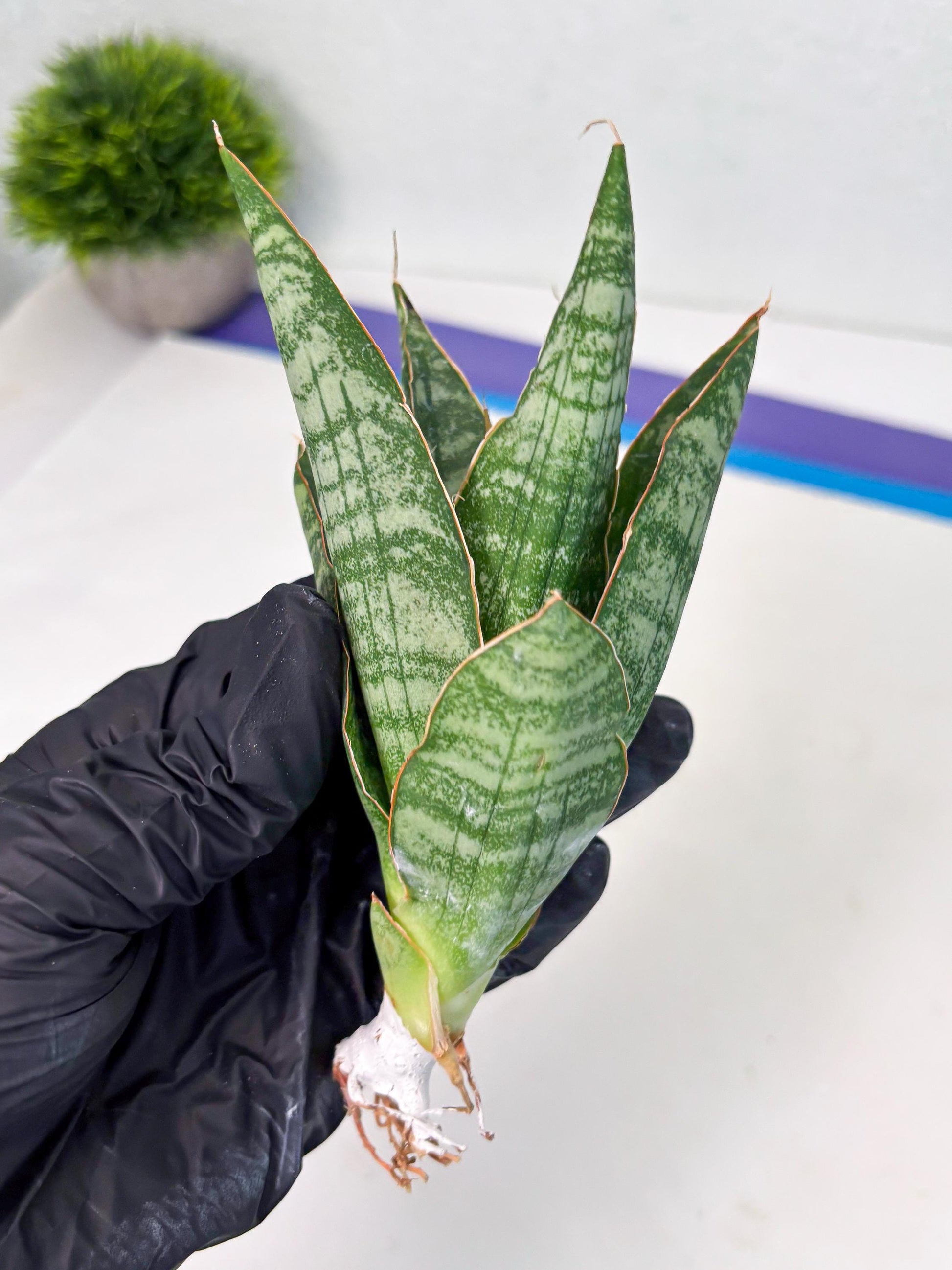 Sansevieria Jotun (ba2) (16) | Imported Plants