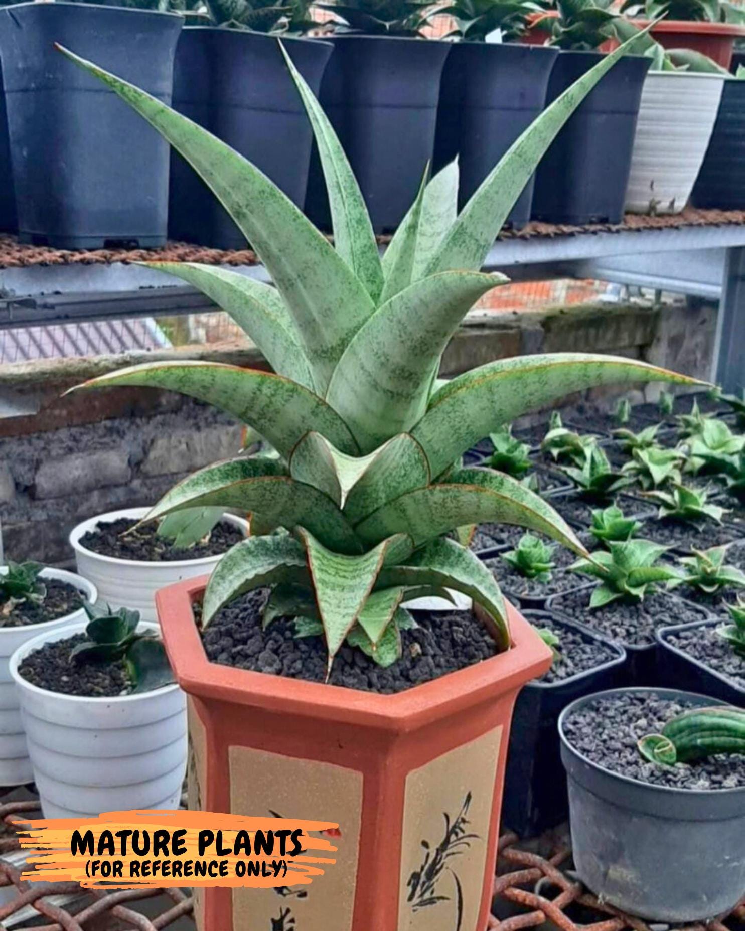 Sansevieria Mega (ba2) (17) | Imported Plants