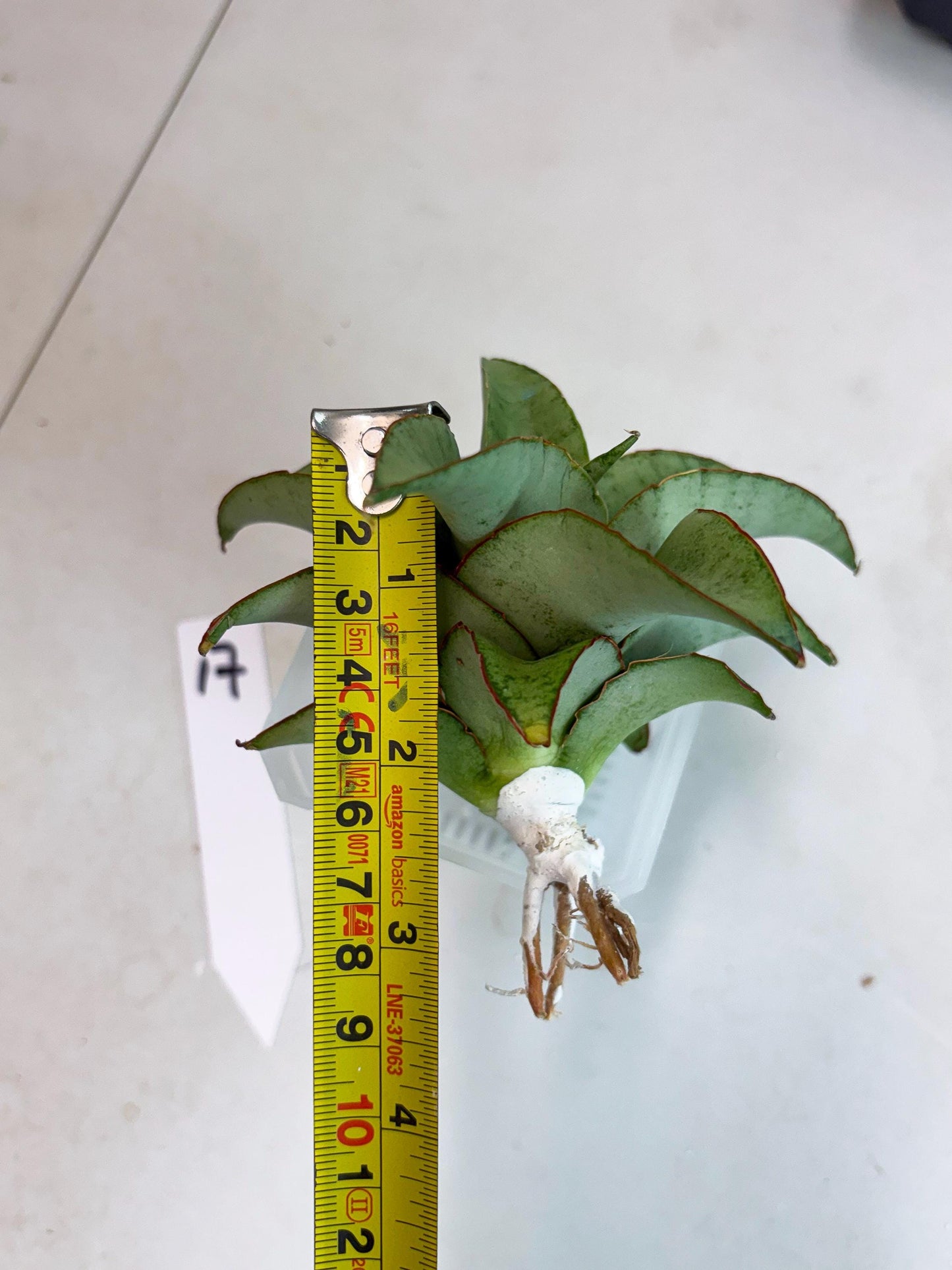 Sansevieria Mega (ba2) (17) | Imported Plants