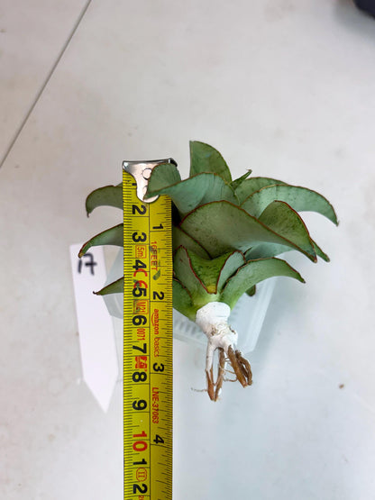 Sansevieria Mega (ba2) (17) | Imported Plants