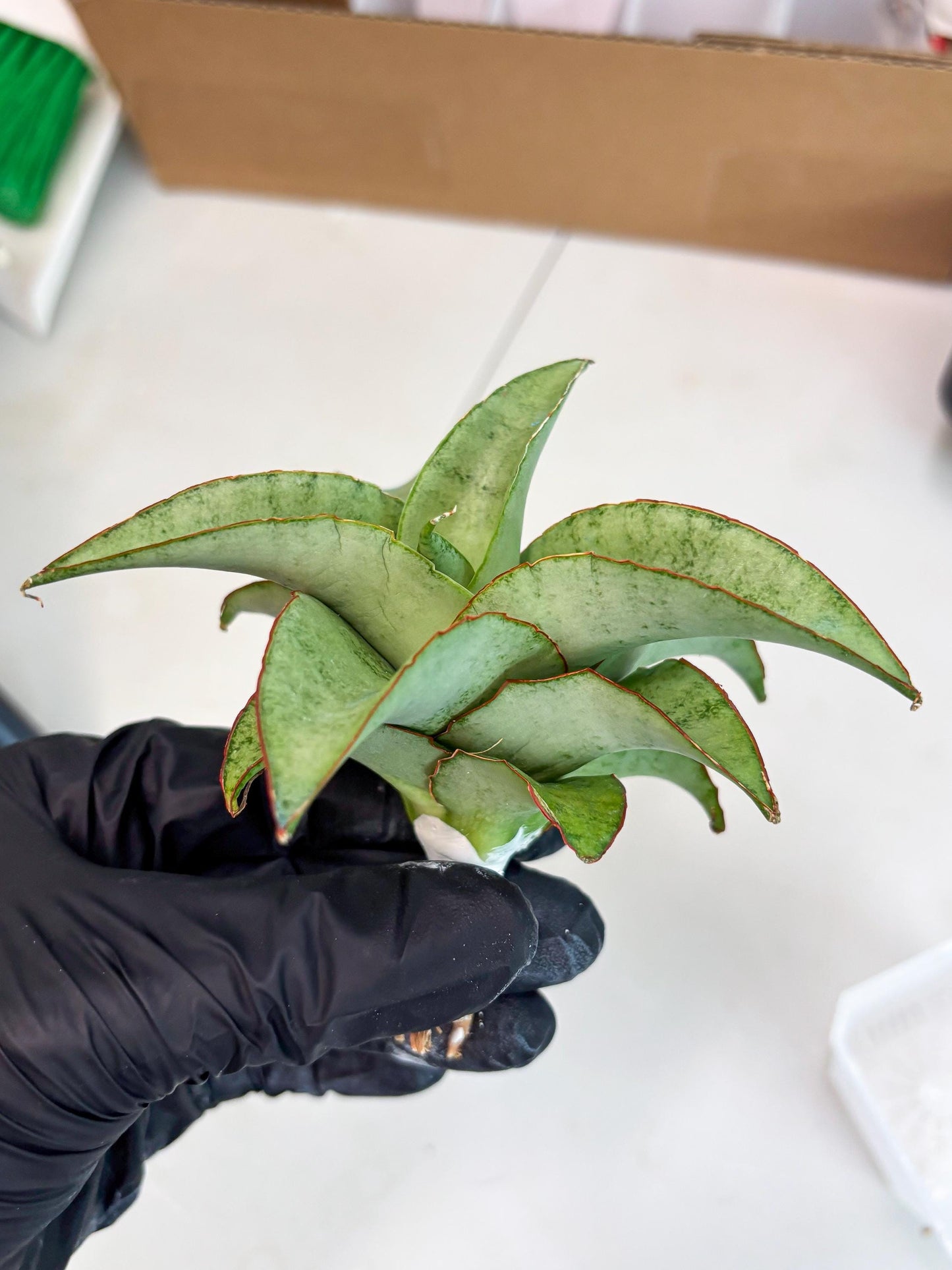 Sansevieria Mega (ba2) (17) | Imported Plants