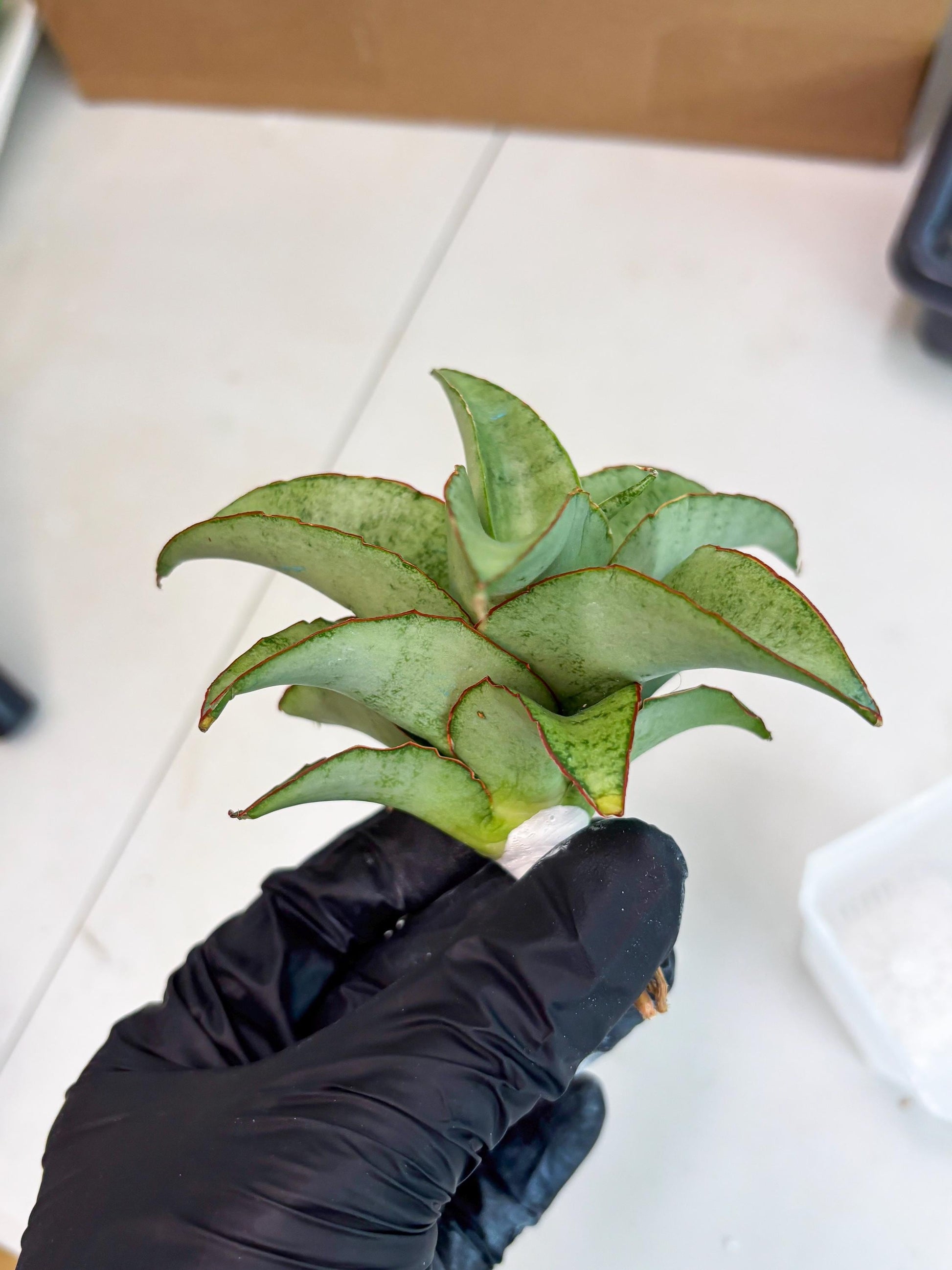 Sansevieria Mega (ba2) (17) | Imported Plants