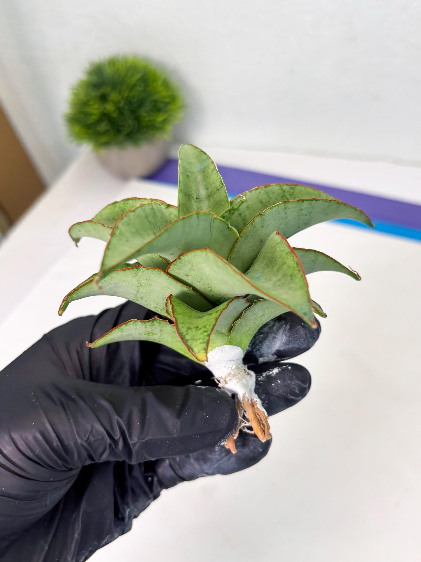 Sansevieria Mega (ba2) (17) | Imported Plants