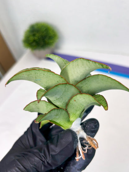 Sansevieria Mega (ba2) (17) | Imported Plants