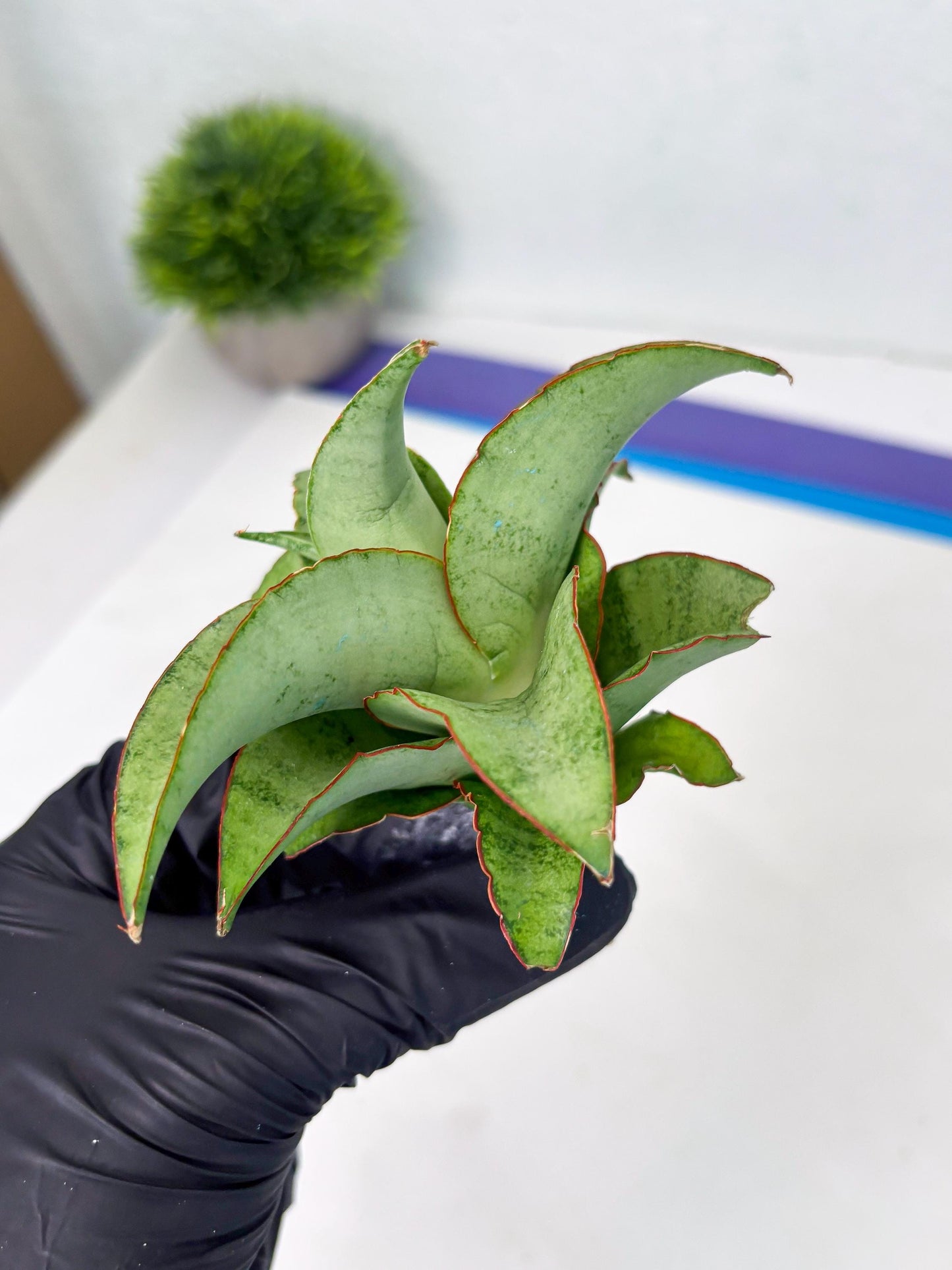 Sansevieria Mega (ba2) (17) | Imported Plants