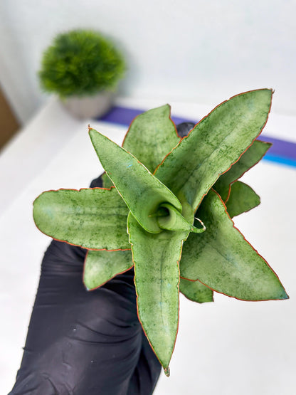 Sansevieria Mega (ba2) (17) | Imported Plants
