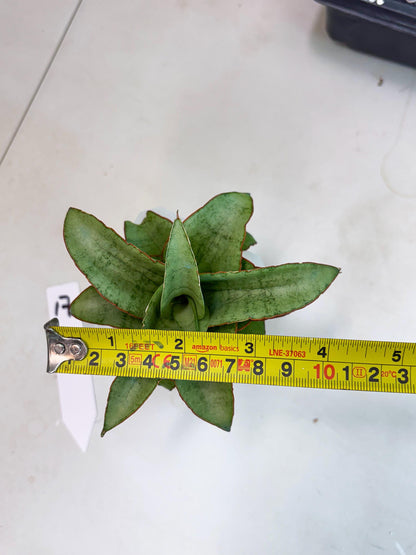 Sansevieria Mega (ba2) (17) | Imported Plants