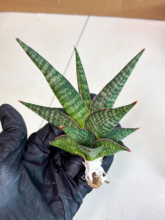 Sansevieria Jadu (ba2) (18) | Rare imported
