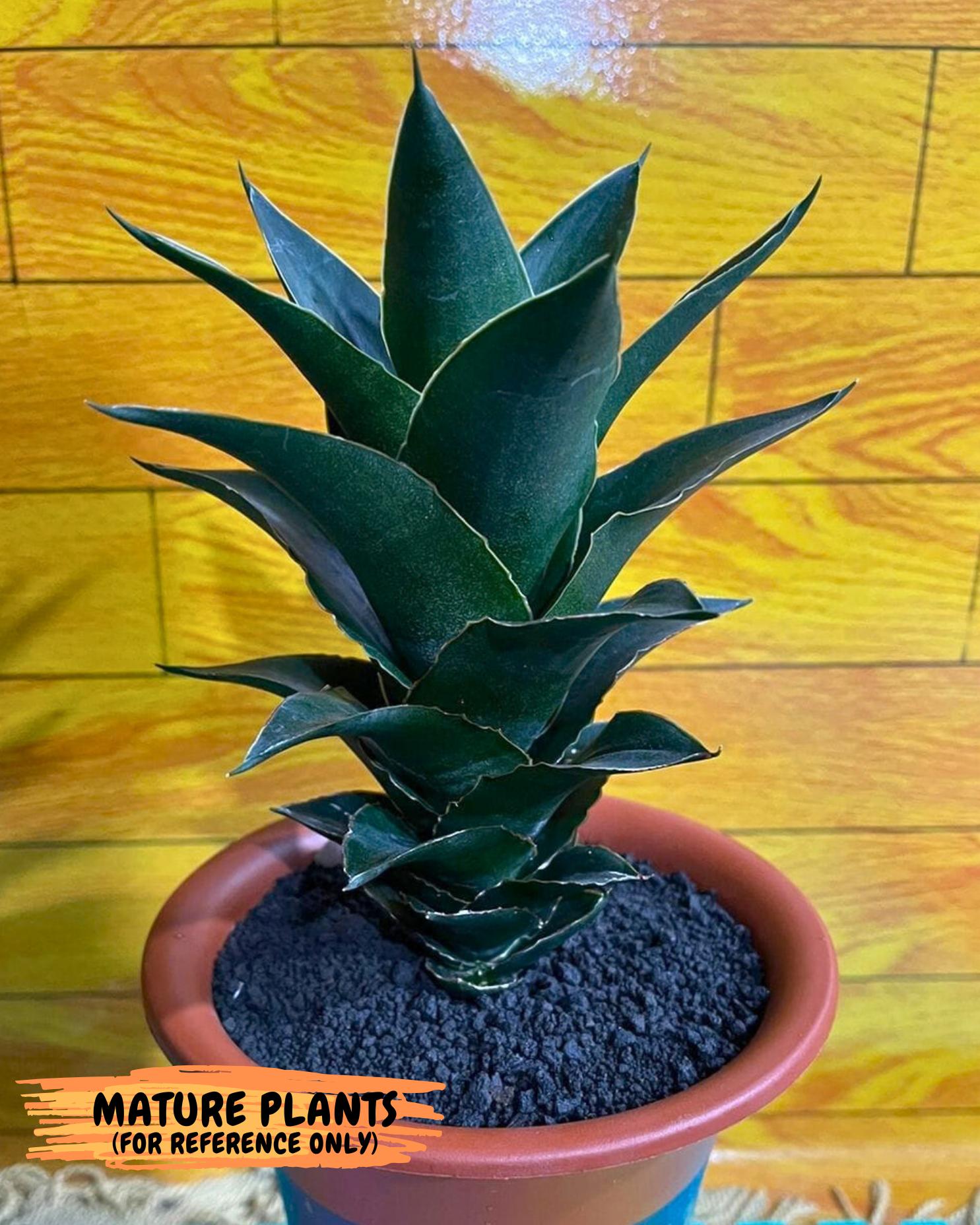 Sansevieria Rembo (ba2) (8) | Rare imported