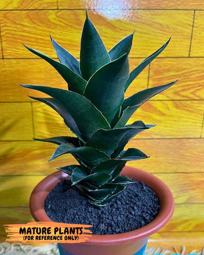 Sansevieria Rembo (ba2) (8) | Rare imported