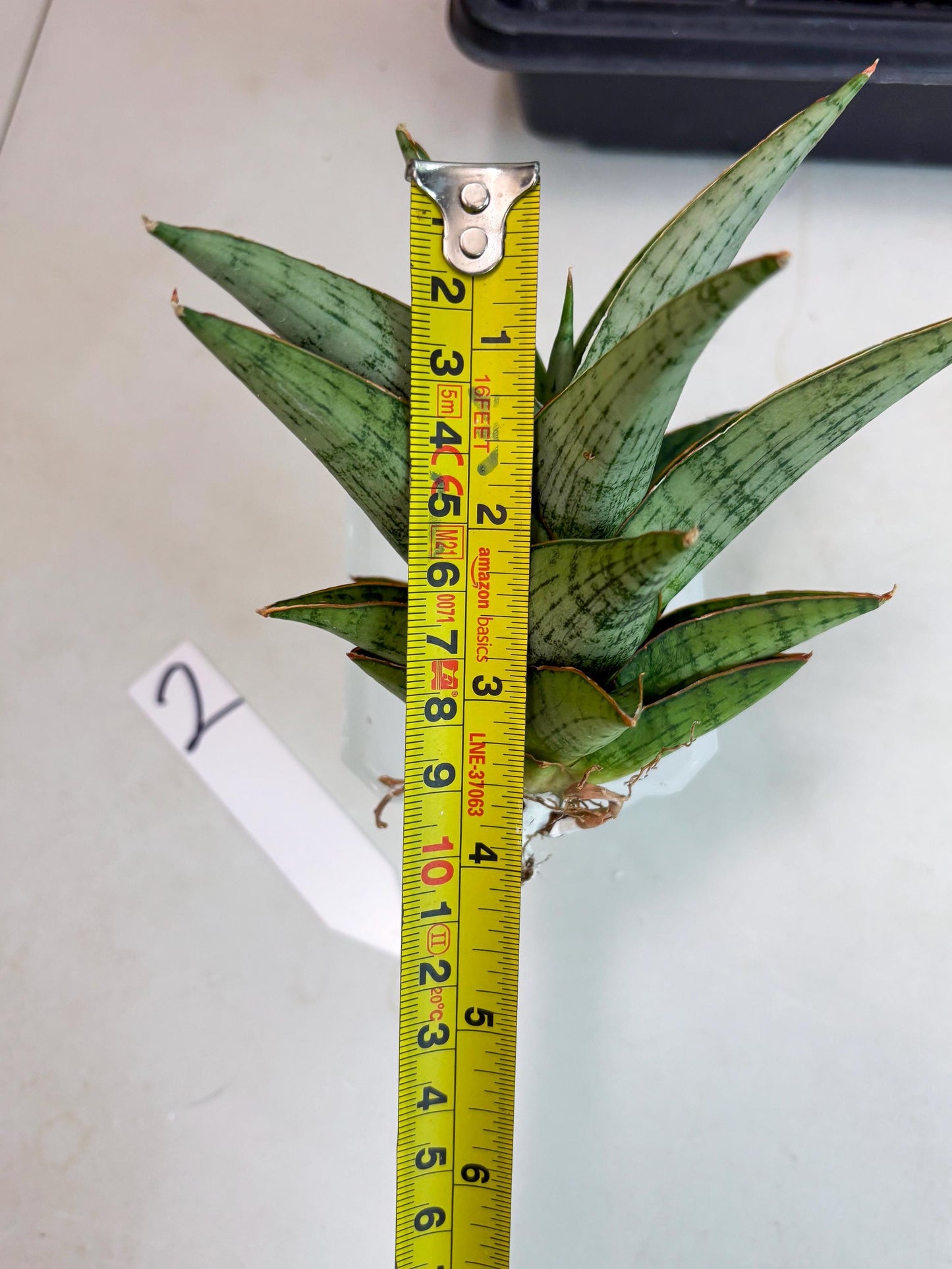 Sansevieria Liwa (ba3) (2) | Rare Hybrid Plant