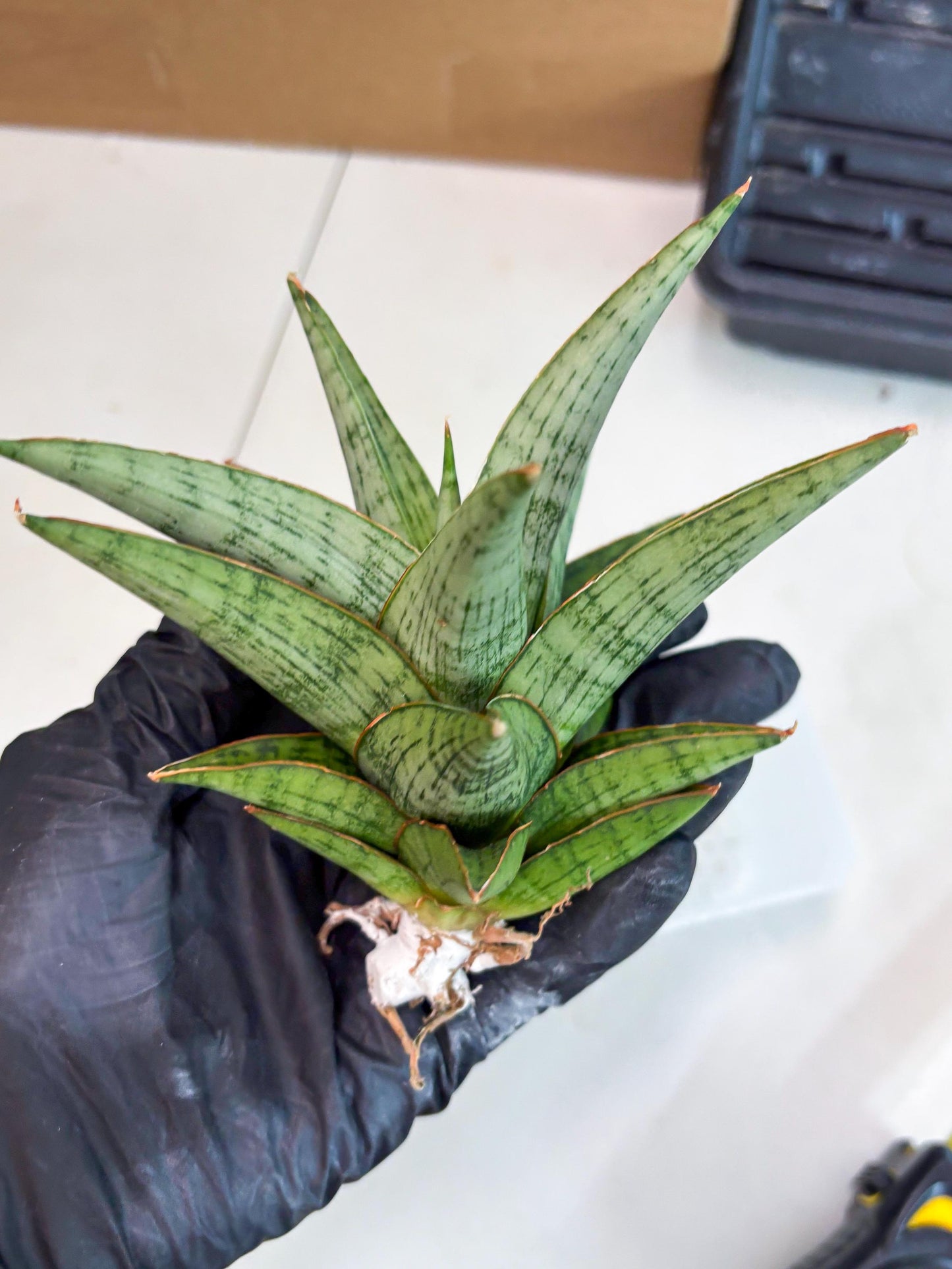 Sansevieria Liwa (ba3) (2) | Rare Hybrid Plant