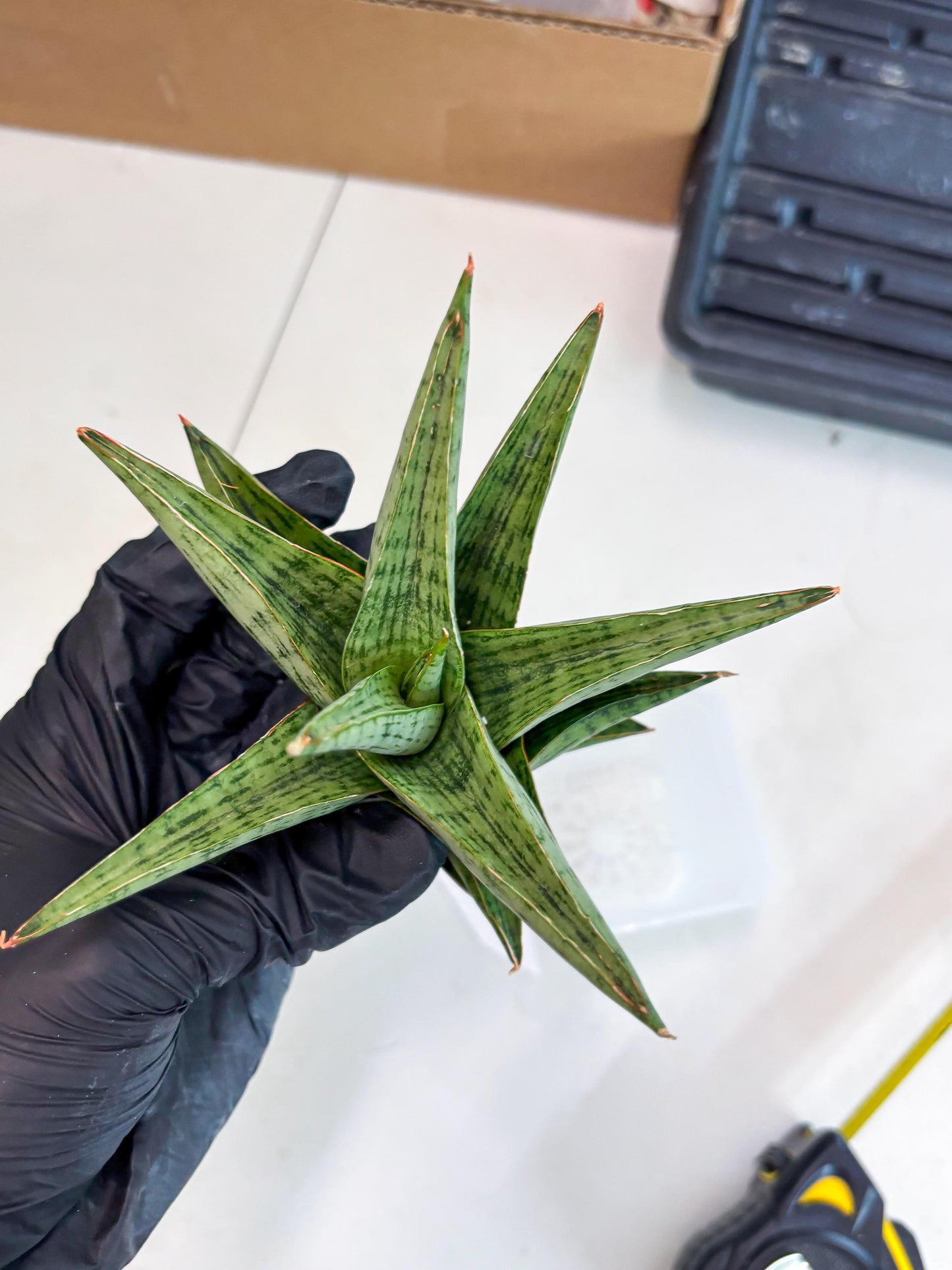 Sansevieria Liwa (ba3) (2) | Rare Hybrid Plant