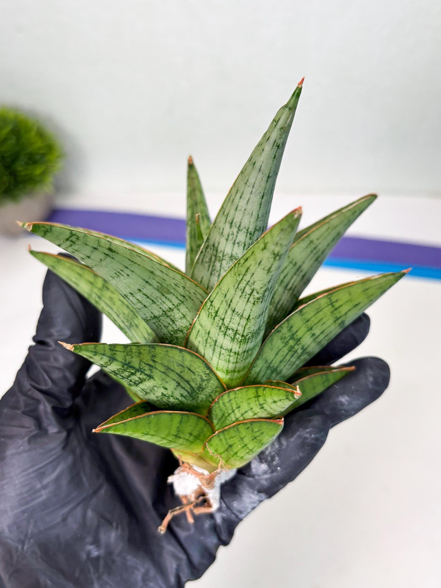 Sansevieria Liwa (ba3) (2) | Rare Hybrid Plant