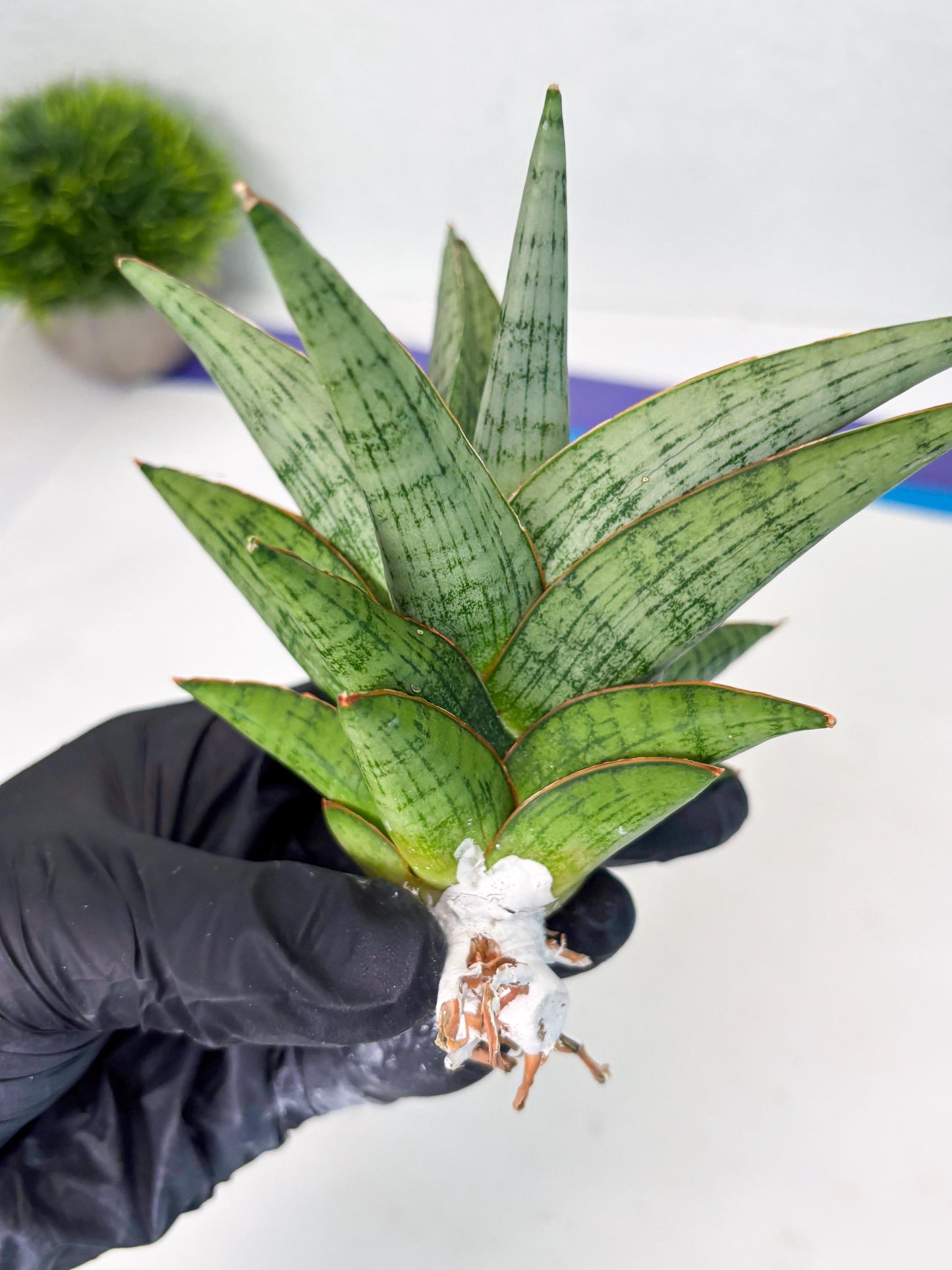 Sansevieria Liwa (ba3) (2) | Rare Hybrid Plant