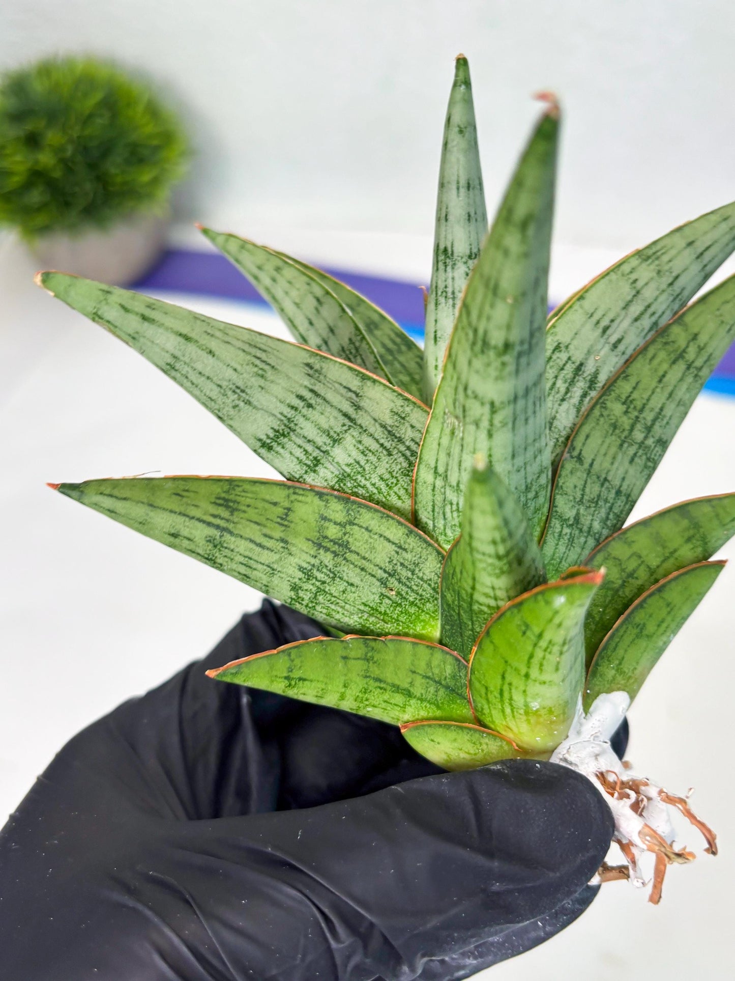 Sansevieria Liwa (ba3) (2) | Rare Hybrid Plant