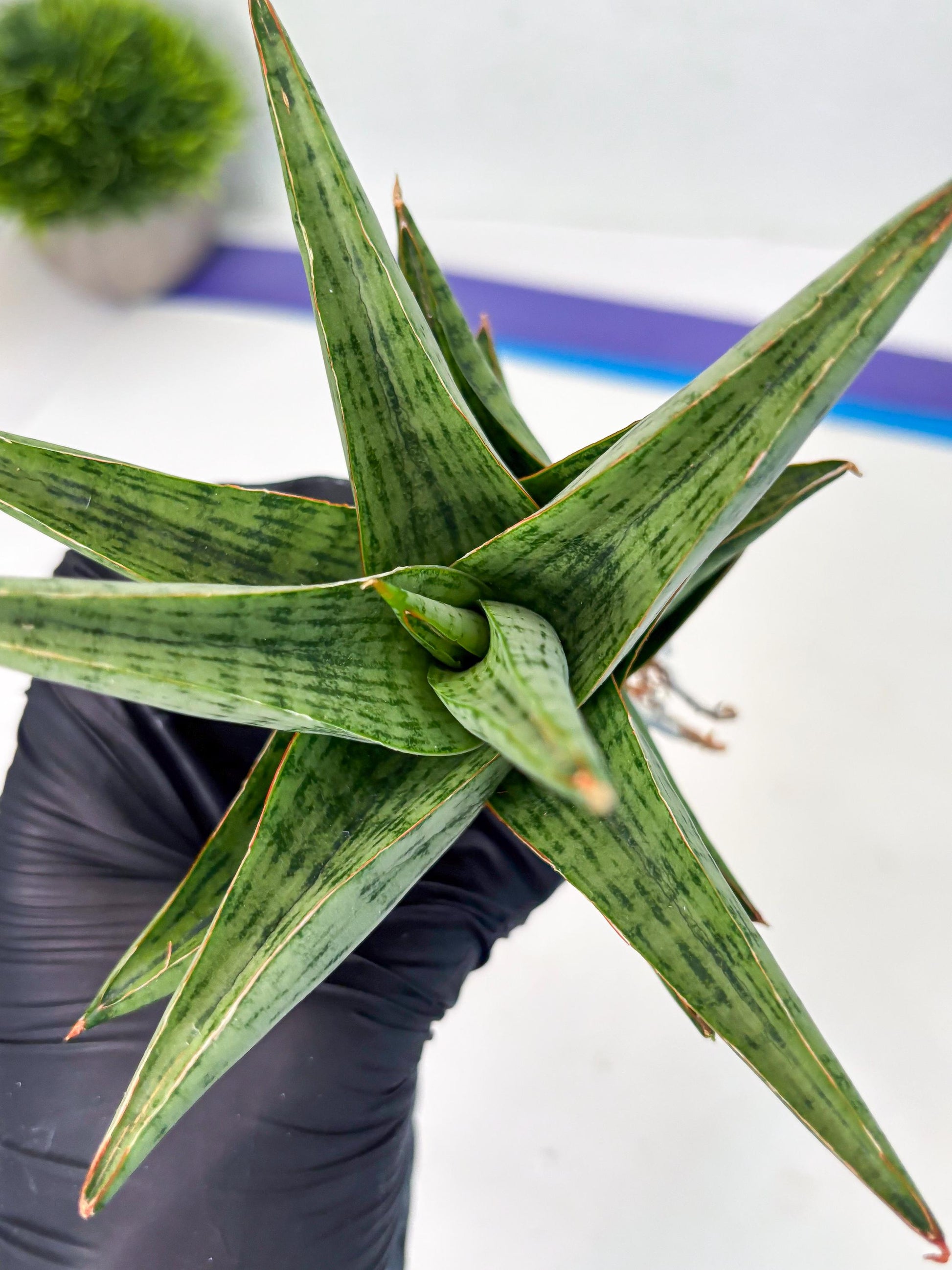 Sansevieria Liwa (ba3) (2) | Rare Hybrid Plant