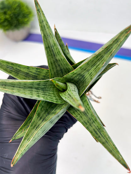 Sansevieria Liwa (ba3) (2) | Rare Hybrid Plant