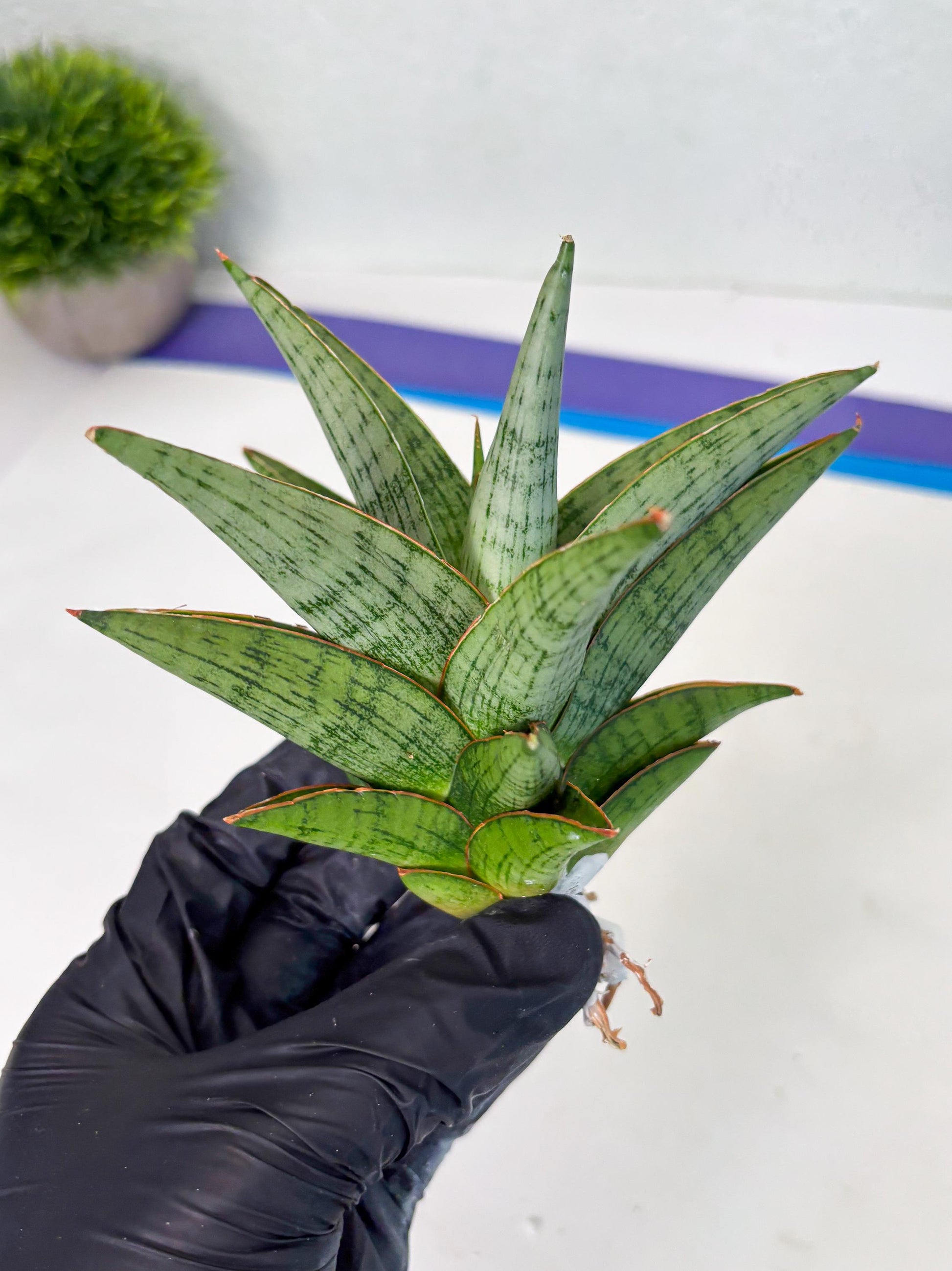 Sansevieria Liwa (ba3) (2) | Rare Hybrid Plant