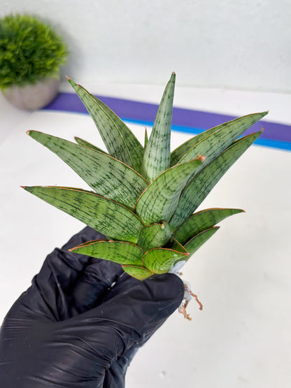 Sansevieria Liwa (ba3) (2) | Rare Hybrid Plant