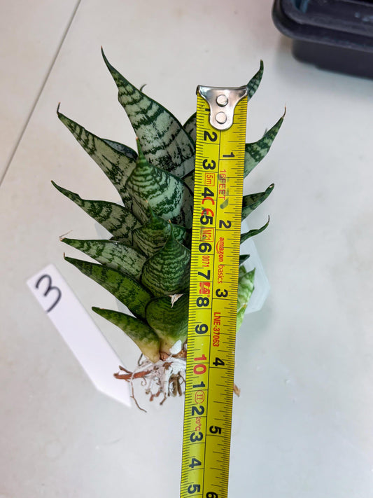 Sansevieria Ehrendel (ba3) (3) | Rare Hybrid Plant
